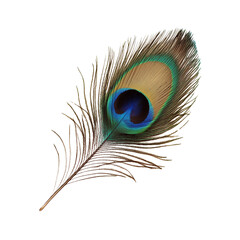 Obraz premium Single peacock feather isolated on white background 
