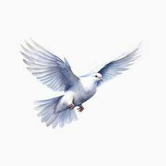 Fototapeta premium Elegant white dove in flight