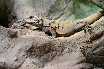 iguana chuckwalla skin stripping animals lizards