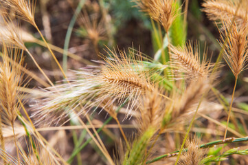 close-up: half dry half green sweet vernal-grass spikes