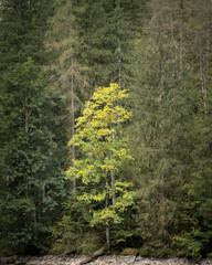 Tree in autumn colours surrounded by still green trees in the forest, Obersee, Germany