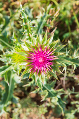 close-up: multiprong starshaped red-purple wild flower of milk thistle