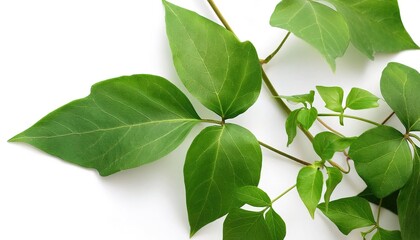 Fototapeta premium Wild Poison ivy climbing vine plant - Toxicodendron radicans - growing in the forest. Hazard environment. Thickets of toxic plant. Leaves of three leave them be. Isolated on white background