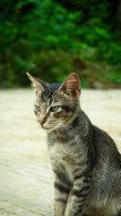 photography portrait of an adorable domestic cat