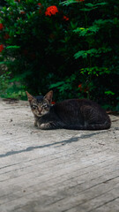 photography portrait of an adorable domestic cat