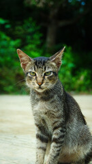 Obraz premium photography portrait of an adorable domestic cat