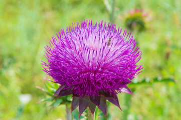 close-up: big round red-purple wild flower of milk thistle with a ichneumon wasp on it