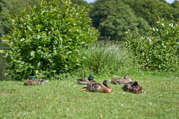 ducks in the grass