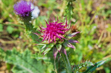 close-up: multiprong starshaped red-purple wild flower of milk thistle captured face forward