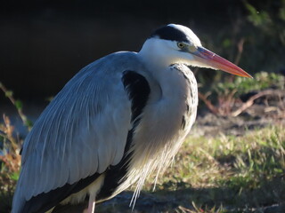 Grey Heron spotted in Kyoto Japan