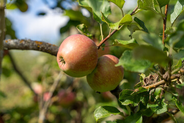 Fresh ripe red apples growing on apple tree branch