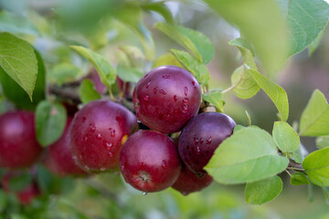 Fresh ripe red apples growing on apple tree branch