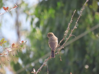 Rusty-tailed Flycatcher (Muscicapa ruficauda) spotted on ABC treking between Chomrong and Dovan in Nepal