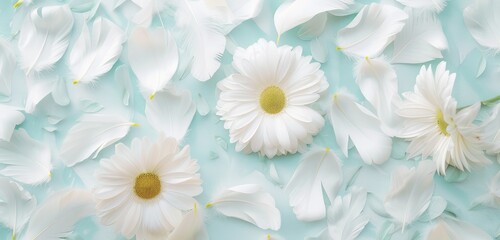 Serene White Daisies on Turquoise Background Top View