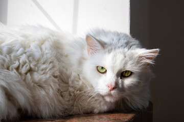 A white cat is relaxing peacefully on the windowsill