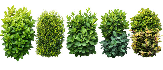 Green and Yellow Bushes for Landscaping