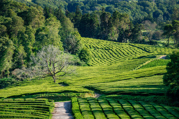Beautiful landscape view of tea plantation with a tree, Sao Miguel island, Azores