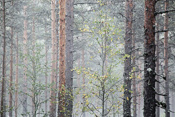 Obraz premium Birches with green and yellow leaves between pine trees in misty forest at Southern Finland. 