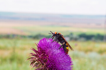 close-up: red-purple milk thistle flower captured from the right side with a gigantic black hairy mammoth wasp feeding on nectar from the flower captured located diagonally with the head up 