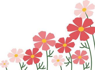 분홍색 코스모스  © 강은경