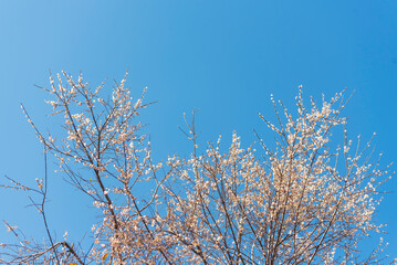 White cherry blossom Pastel flower floral soft nature bloom blurred background. Romance flower plum tree botanical bloom spring season. Beauty Cherry blossom petals plant beautiful Flowering garden