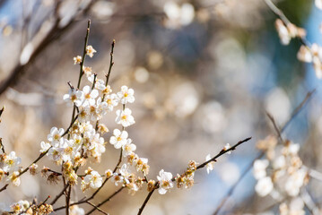 White cherry blossom Pastel flower floral soft nature bloom blurred background. Romance flower plum tree botanical bloom spring season. Beauty Cherry blossom petals plant beautiful Flowering garden