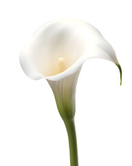 Single calla lily flower  isolated on transparent background