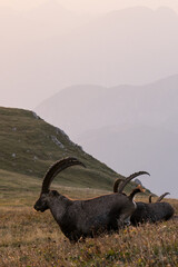 Capricorn on a mountain