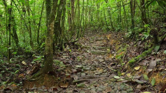 Sendero cubierto de piedras y hojas en el bosque tropical de Costa Rica