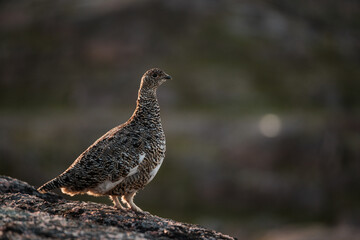 A partridge sits in the tundra on rocks on the shore of the Barents Sea