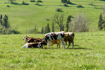 Krowy mleczne pasą się na zielonej łące w słoneczny dzien © Paweł Kacperek