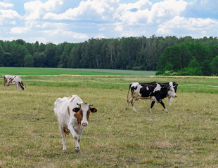 Stado krów hodowlanych na pastwisku na wsi  © Paweł Kacperek