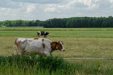 Krowy spacerujące po pięknym zielonym pastwisku pod chmurką, gospodarstwo mleczne, ekologiczny wypas krów  © Paweł Kacperek