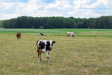 Piękne zielone pastwisko z pasącymi się na łące krowami mlecznymi  © Paweł Kacperek
