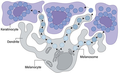 Detailed Illustration of Melanin Pigment Secretion by Melanocytes: Melanosome Transfer to Keratinocytes in Skin Pigmentation Process