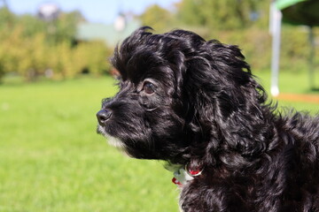american cocker spaniel dog
