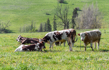 Krowy na polu jedzą trawę  © Paweł Kacperek