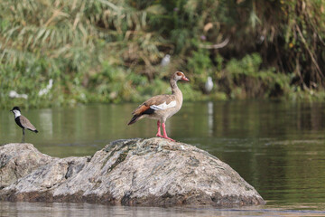 different bird species on the river Nile in Aswan, Egypt