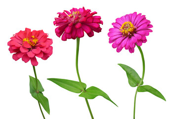 Red and pink Zinnia flowers branch isolated on transparent background