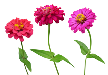 Red and pink Zinnia flowers branch isolated on transparent background