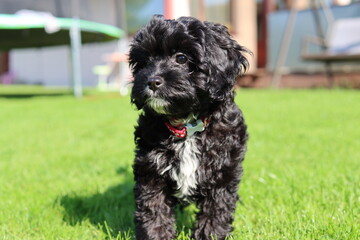 black and white dog pet