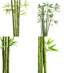 Bamboo and Tropical Green Plants, Perfect for Asian-themed Decor, Isolated on Transparent Background