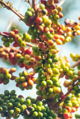 Vertical Man Hands harvest coffee bean ripe yellow berries plant fresh seed coffee tree green eco organic farm. Vertical Horizon Close up hands picking yellow ripe coffee seed robusta arabica berry