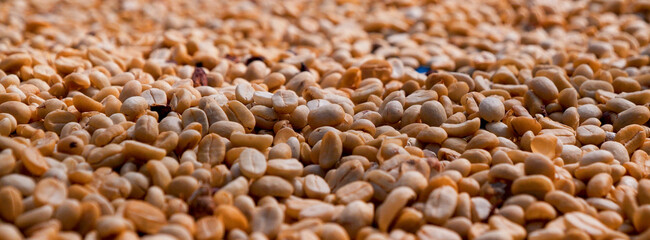 Obraz premium Banner Raw coffee beans heap dry green seed unroasted grain eco farm. Aroma espresso farm plant coffee bean agriculture objects. Banner Sun dried processing harvest arabica robusta with copy space