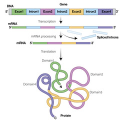  Relationship Between Gene and Protein: How Multiple Exons and Introns in Genes Are Spliced After Transcription to Form Proteins, Highlighting How Different Exons Form Different Protein Domains