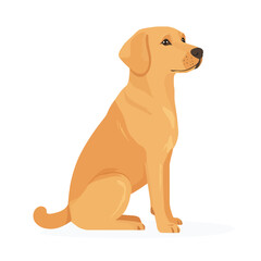 Fototapeta premium golden retriever puppy