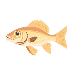 Fish vector isolated