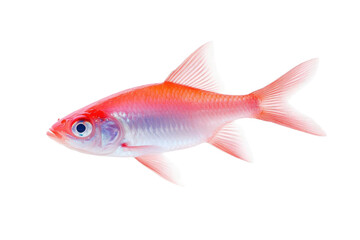 A vibrant red and white fish, showcasing detailed fin structure and bright eyes, perfect for aquatic-themed designs.