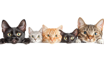 Adorable group of cats of various breeds and colors peeking over a white border, showcasing their curious and captivating expressions.