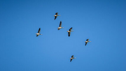 Geese fly in formation over Stokkem